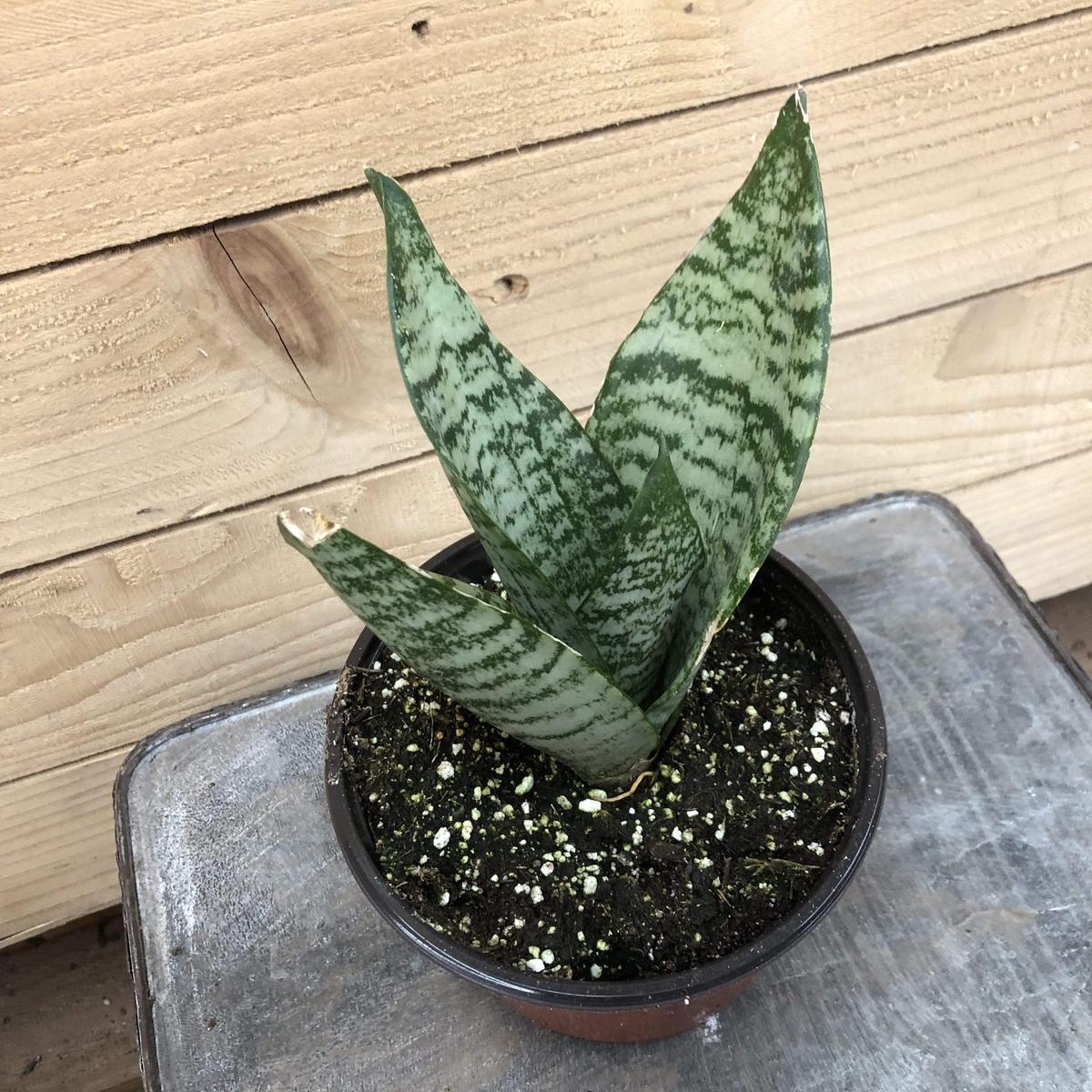 Sansevieria Black Coral, 6" Plant