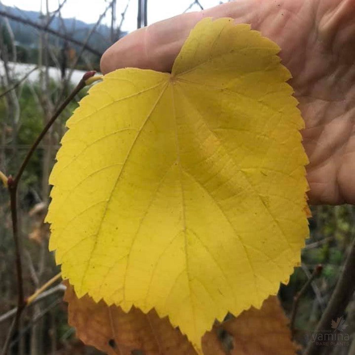 Tilia americana
