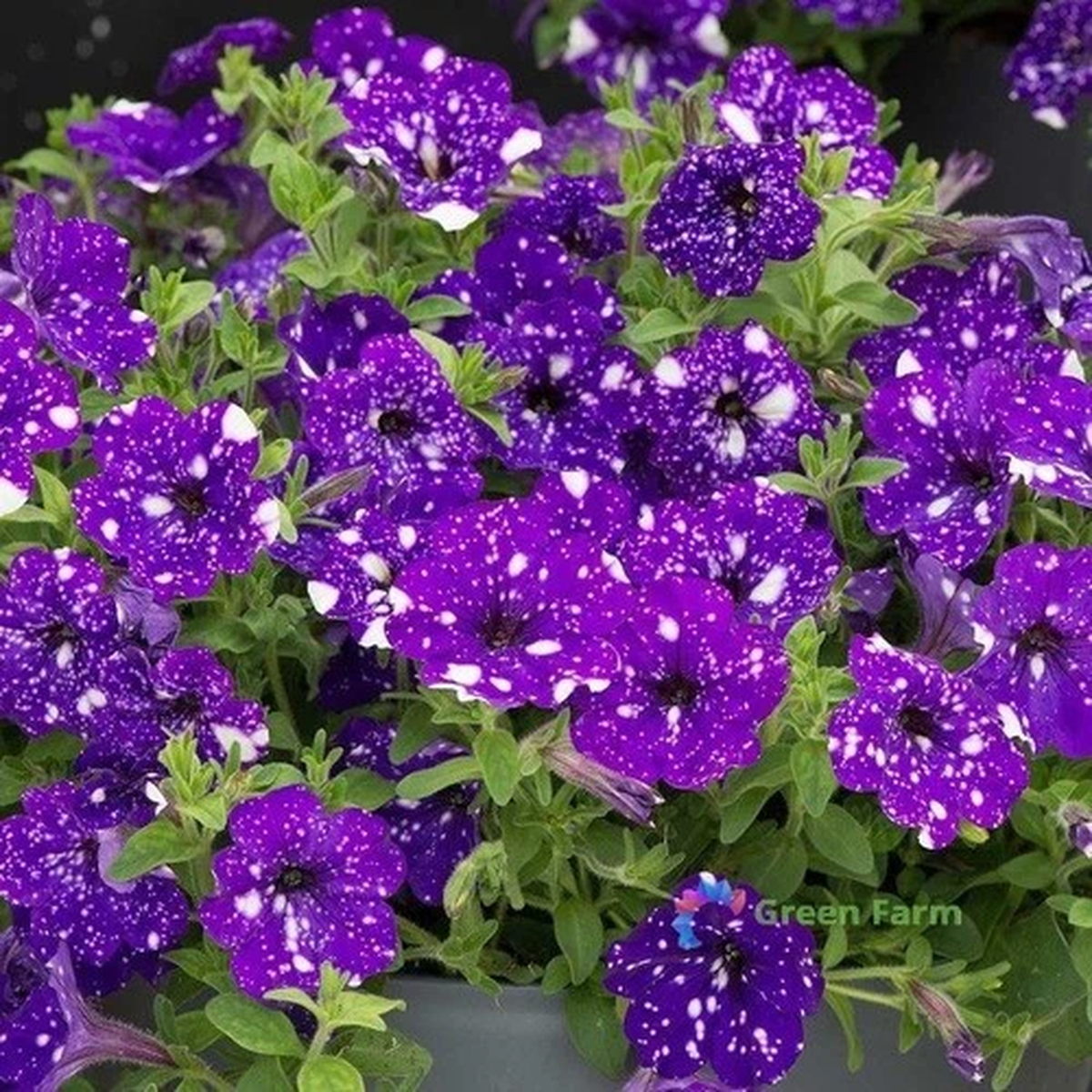 200 Seeds Petunia Starry Sky Perennial Purple Petals Spotted Flowers Home Garden
