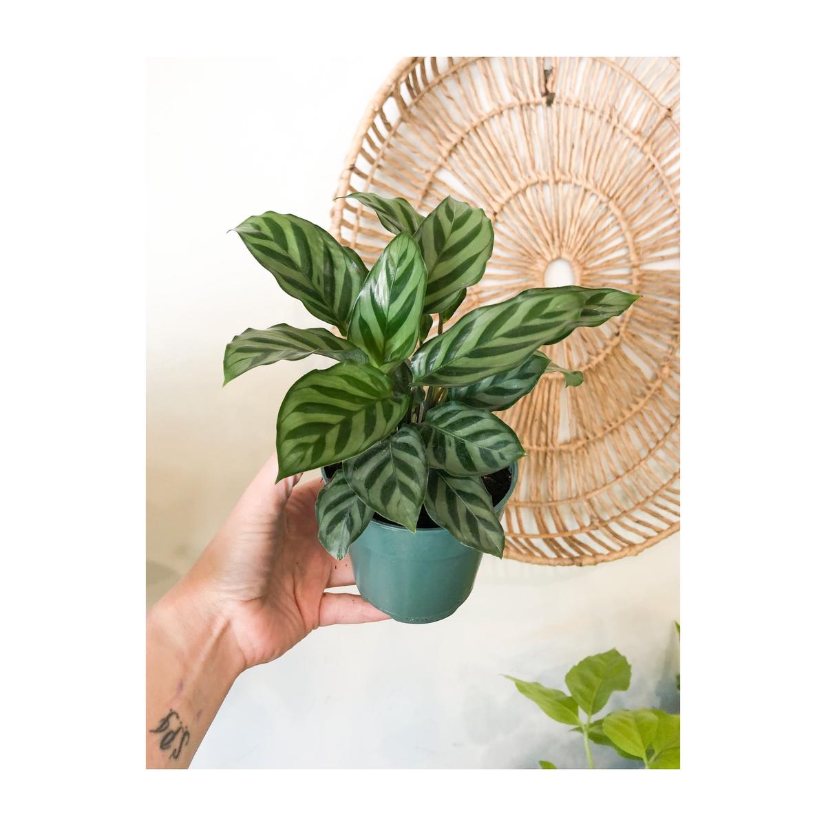 4" Calathea Freddie