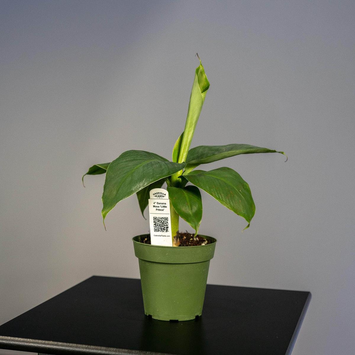 Banana Musa 'Little Prince'