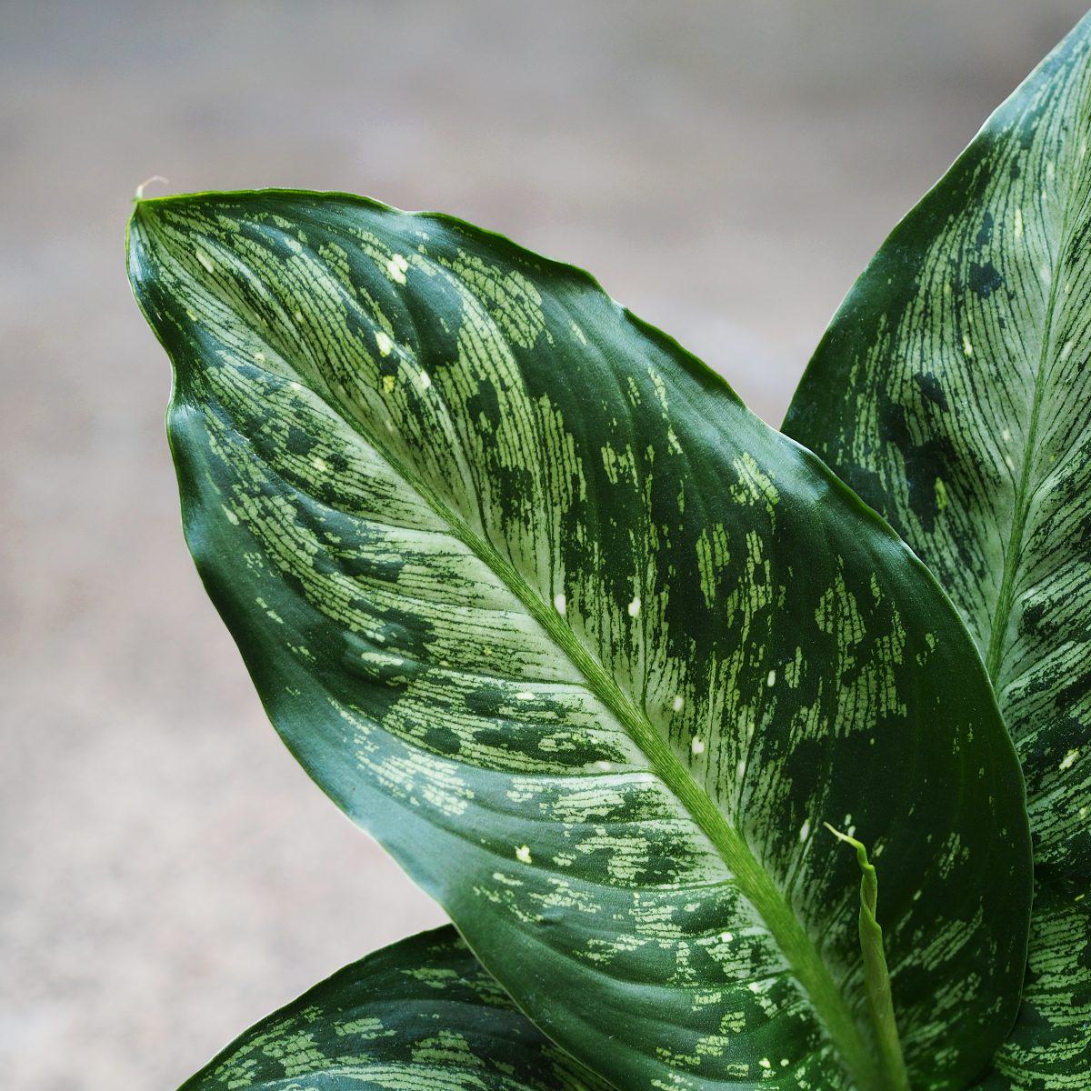 Dieffenbachia - Memoria - Large