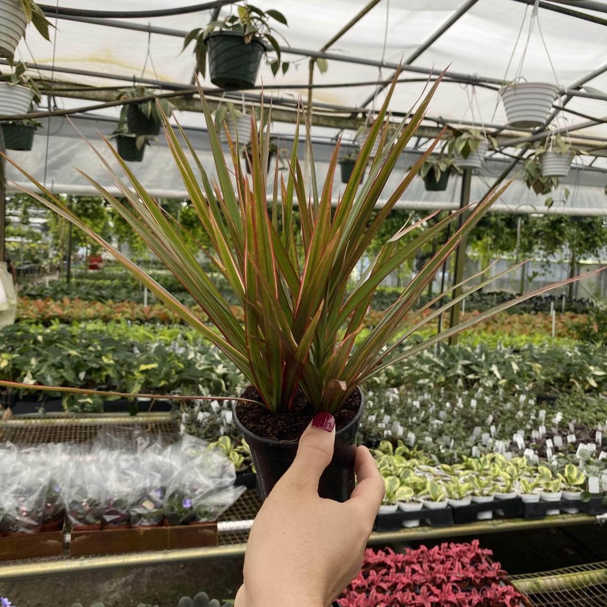 Dracaena marginata 'Bicolor'