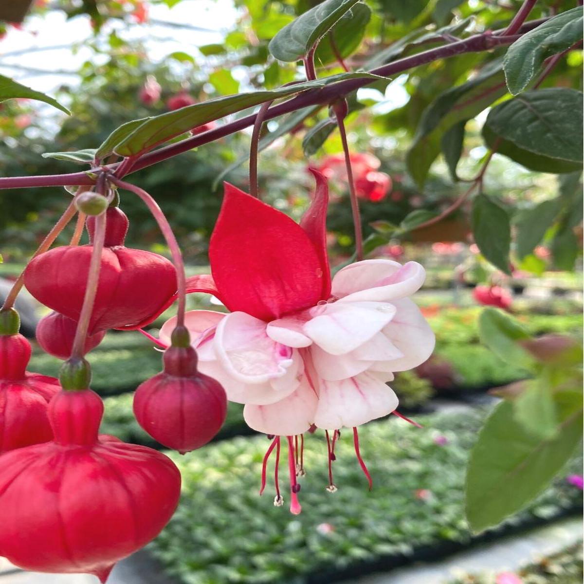 Fuchsia Basket | White Eyes