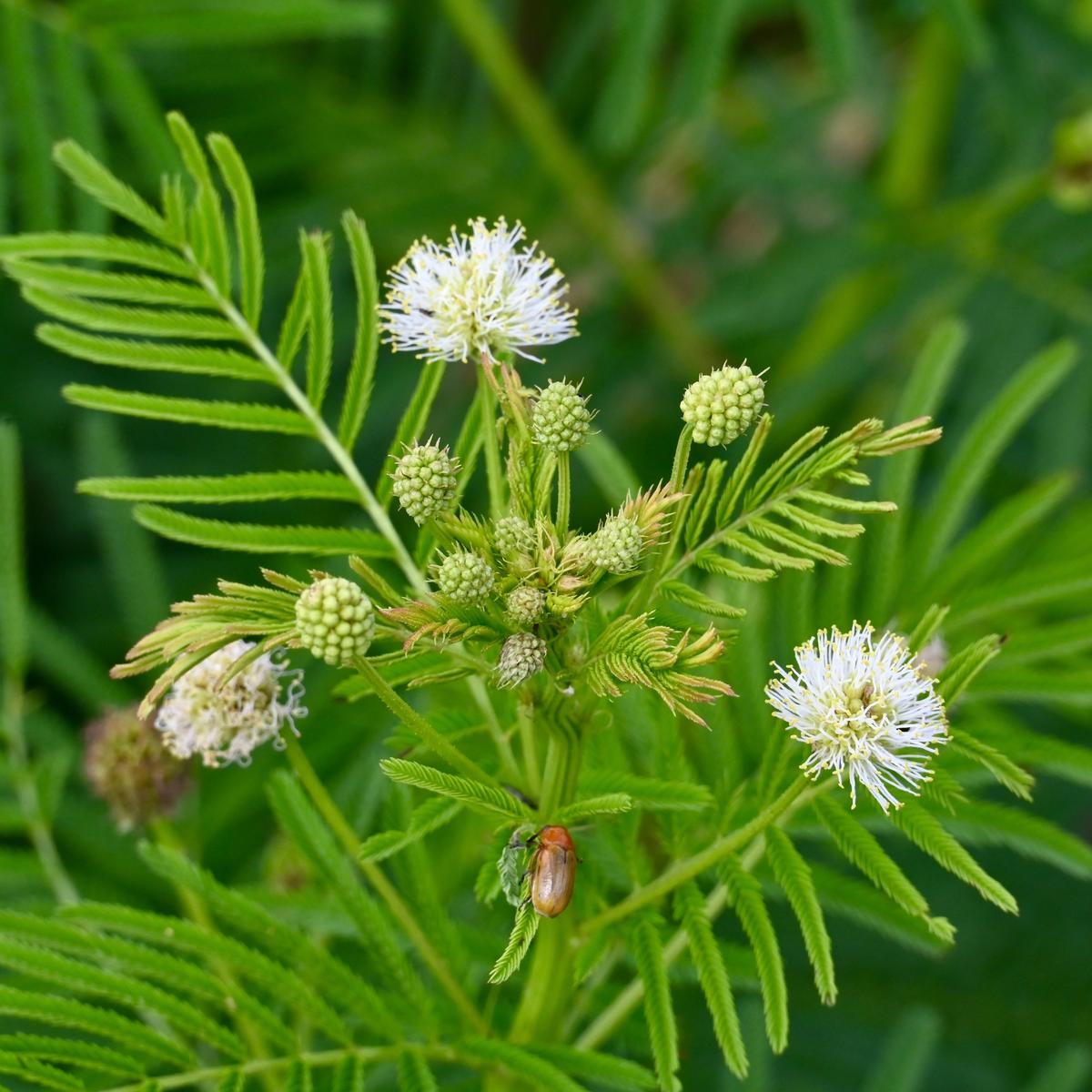 Illinois Bundleflower (Desmanthus illinoensis)