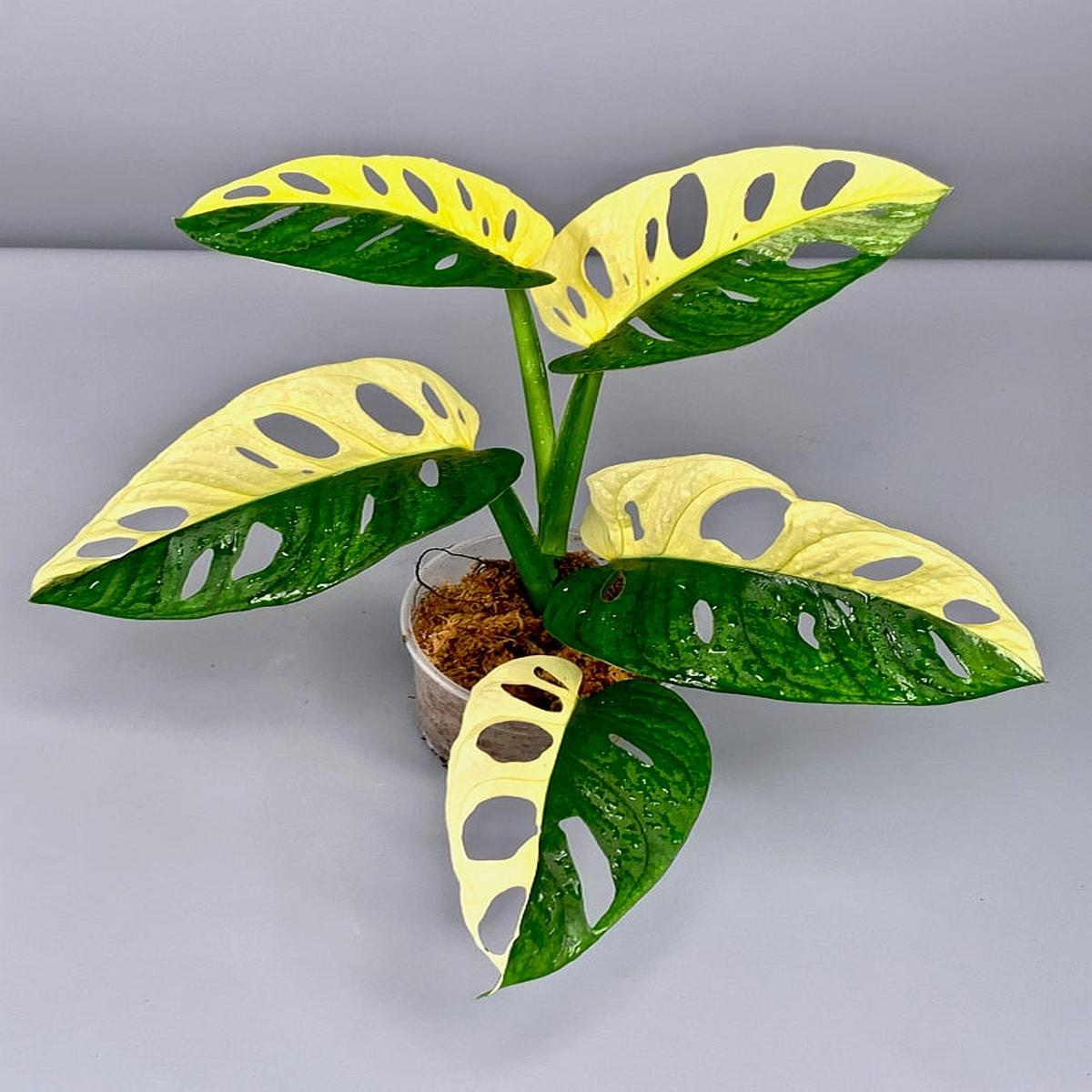 Monstera adansonii variegated Albo "Half Moon" (5/6 Leaves)