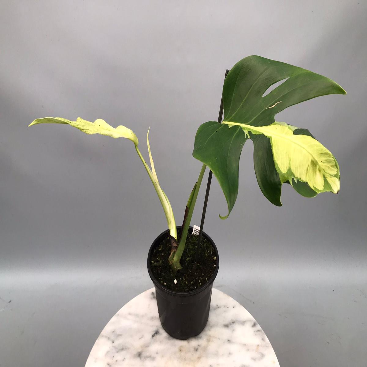 Monstera White Lava 'Lalamove' ( 1 laeve cutting)