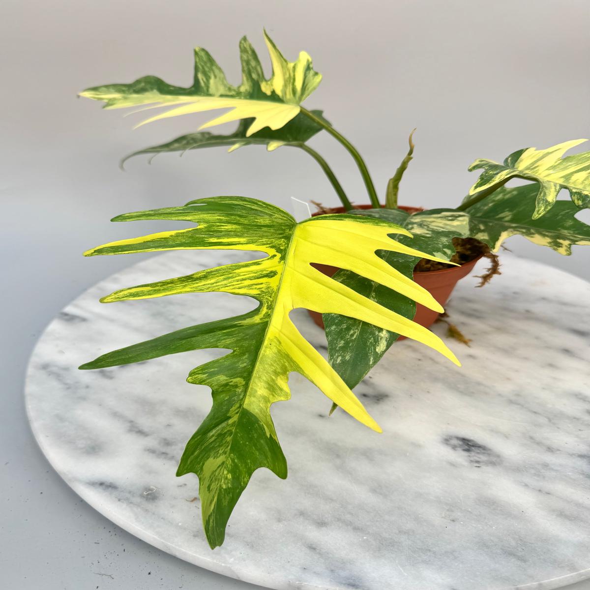 Philodendron tortum x Florida Beauty (Big Plant)