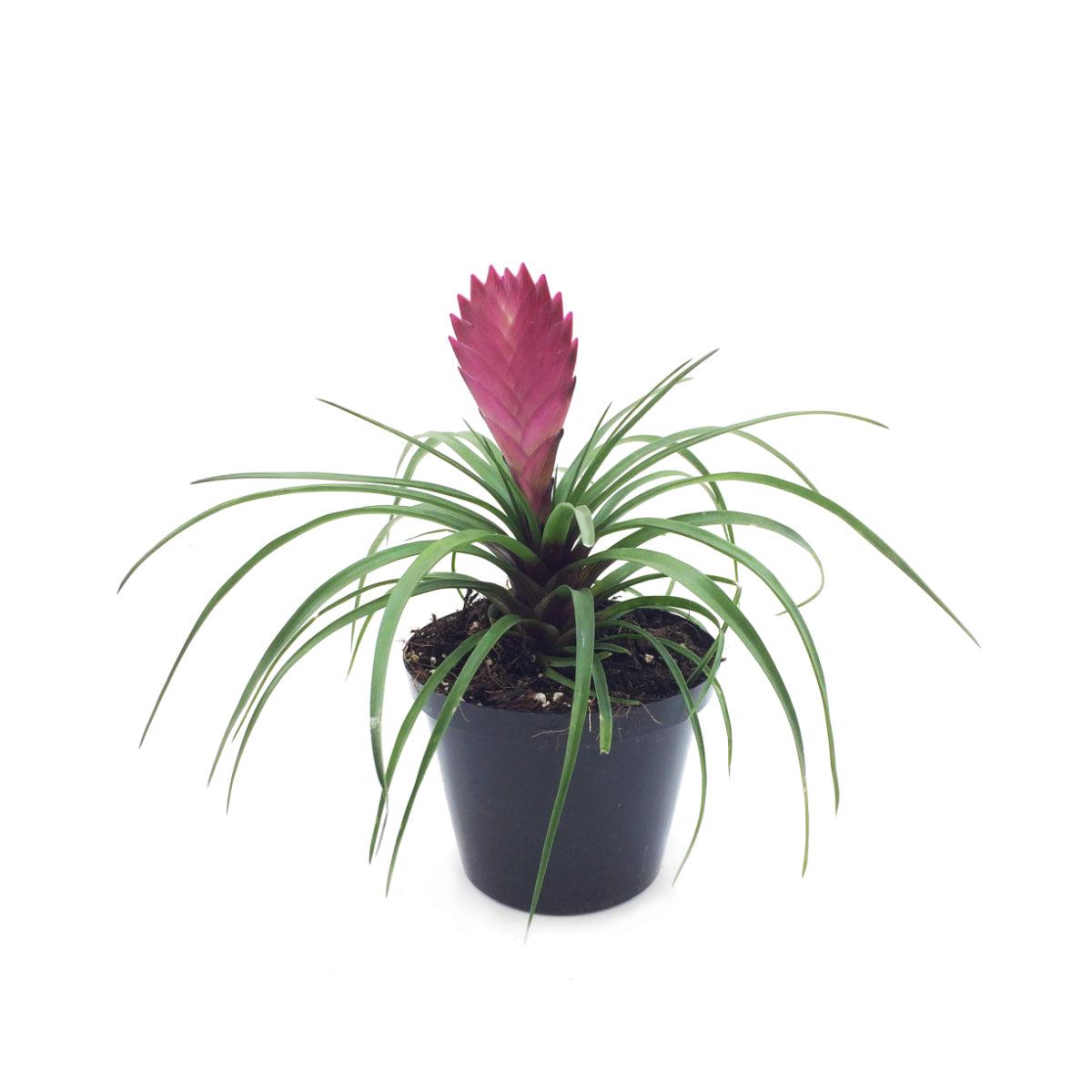 Pink Quill