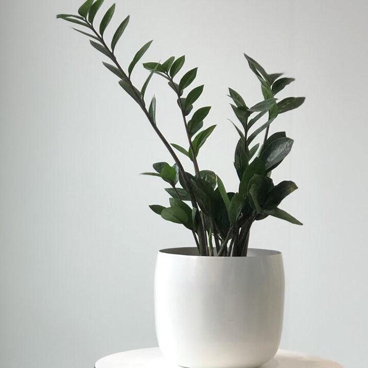 Spun Planter by Lightly