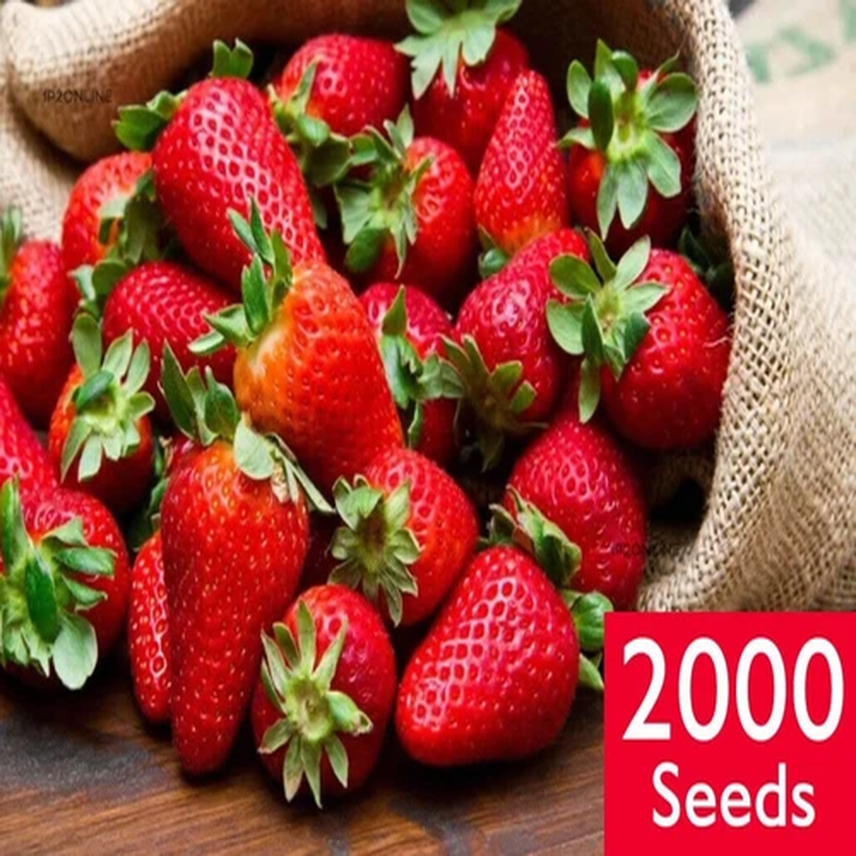 2000 TEMPTATION STRAWBERRY SEEDS High Yielding Variety Plant Tropical Fruit BULK