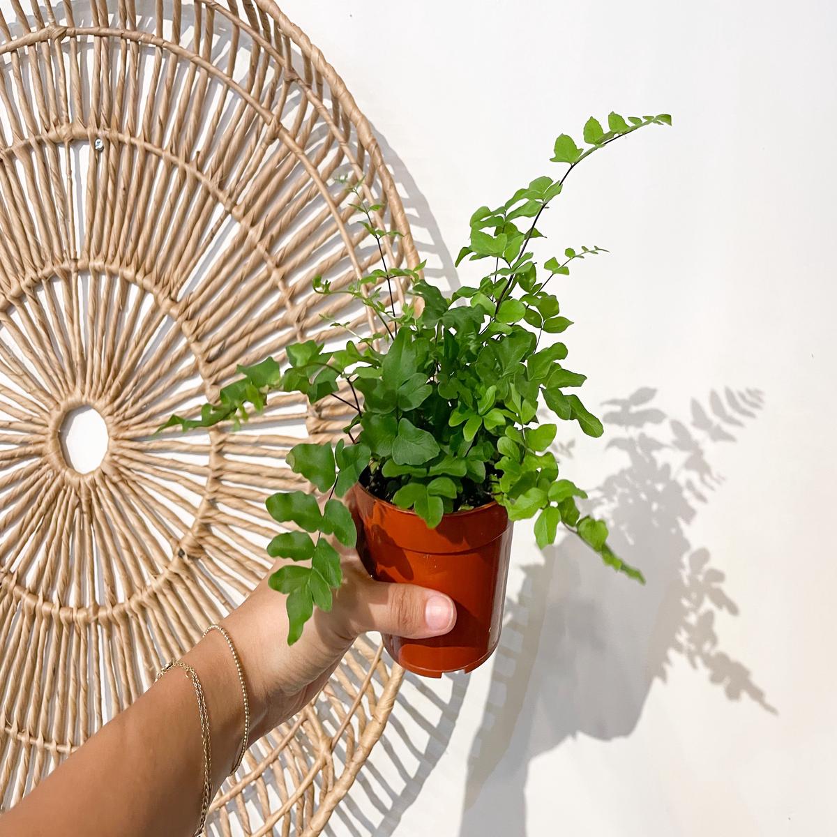 4" Mahogany Fern
