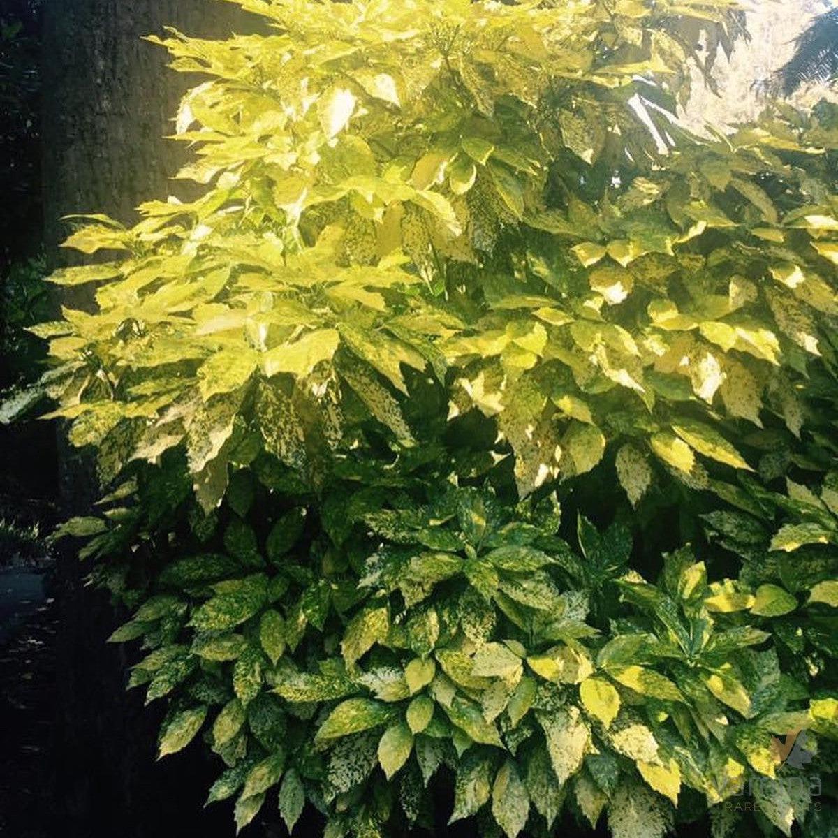 Aucuba japonica Variegata (female)