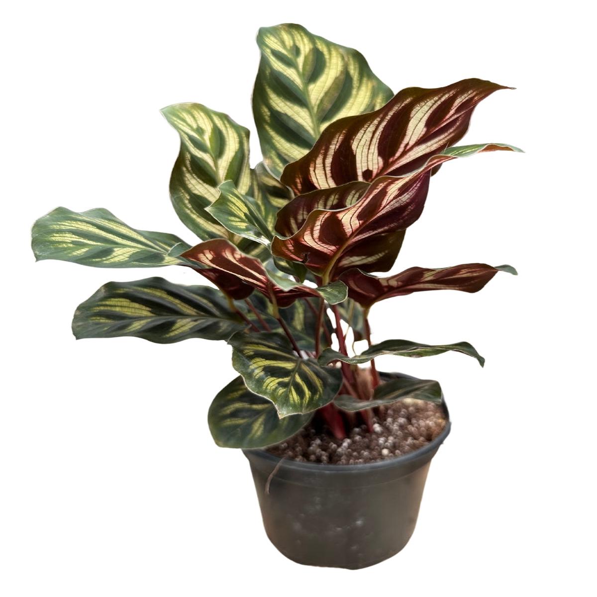 Calathea Makoyanna Peacock 4"