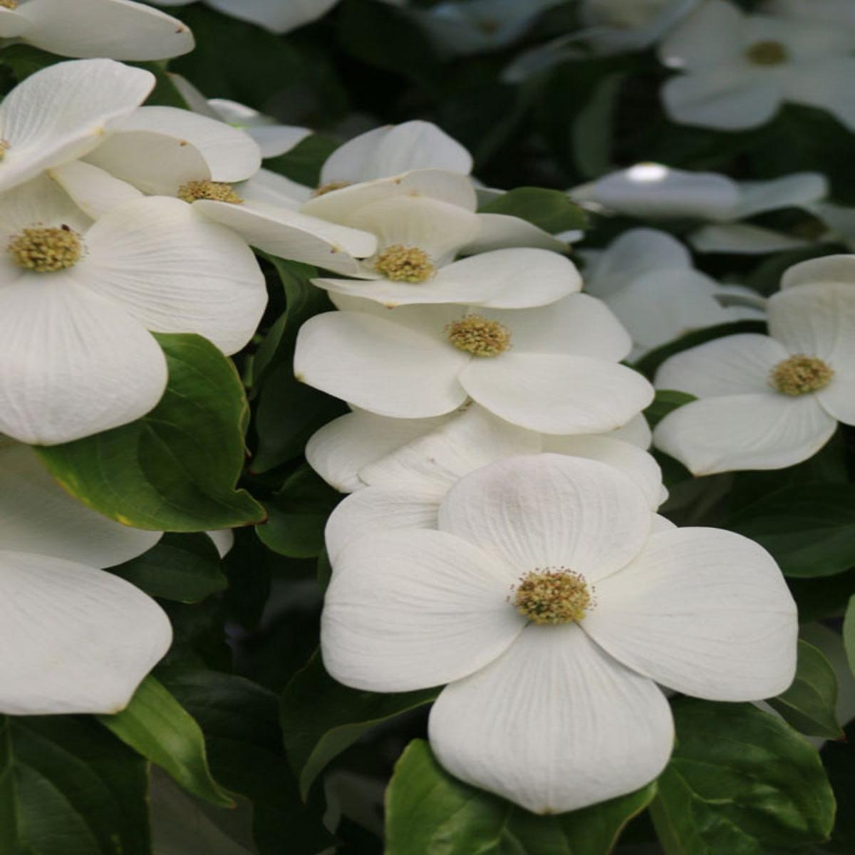 Cornus kousa 'Starlight' Dogwood 7G