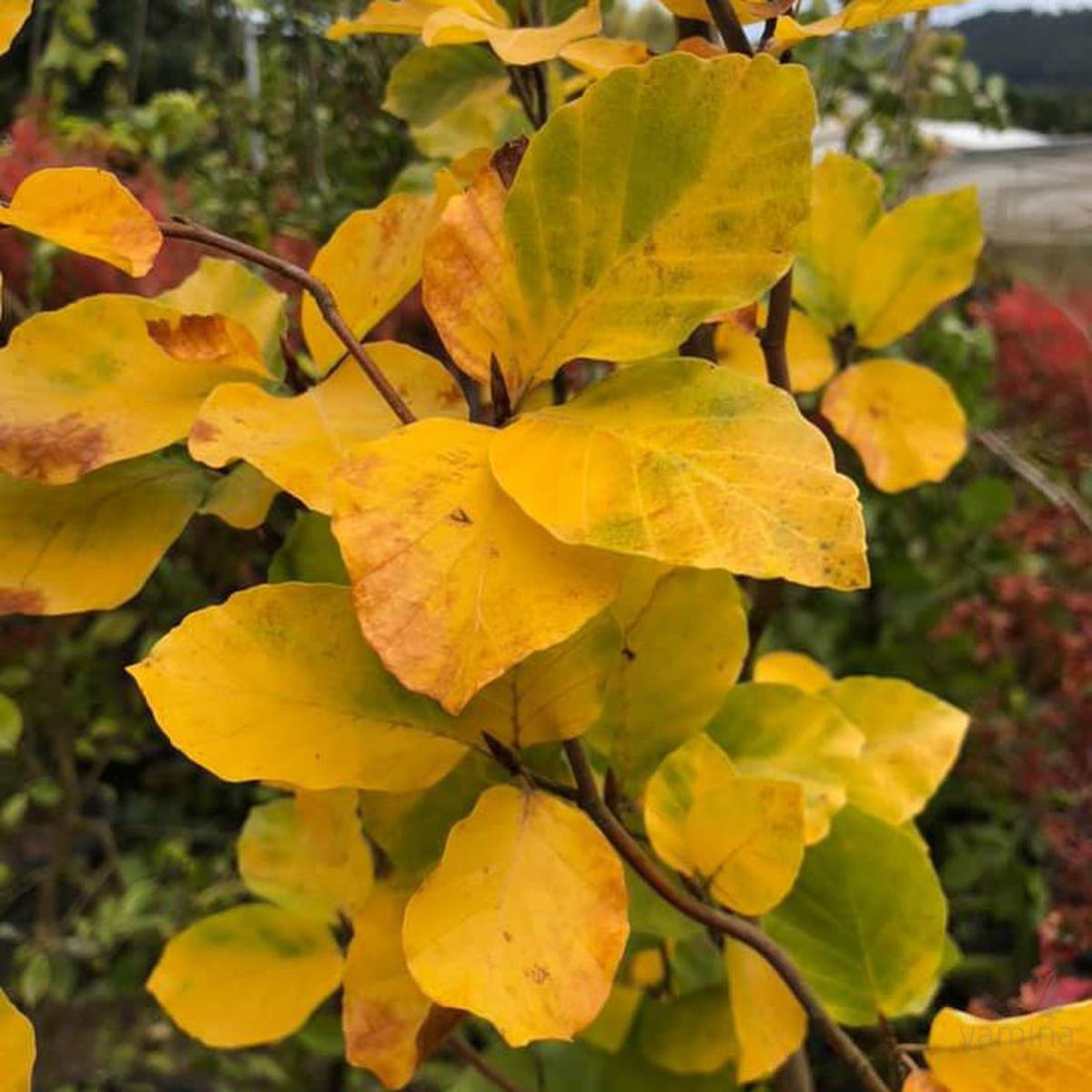 Fagus sylvatica Dawyck Gold