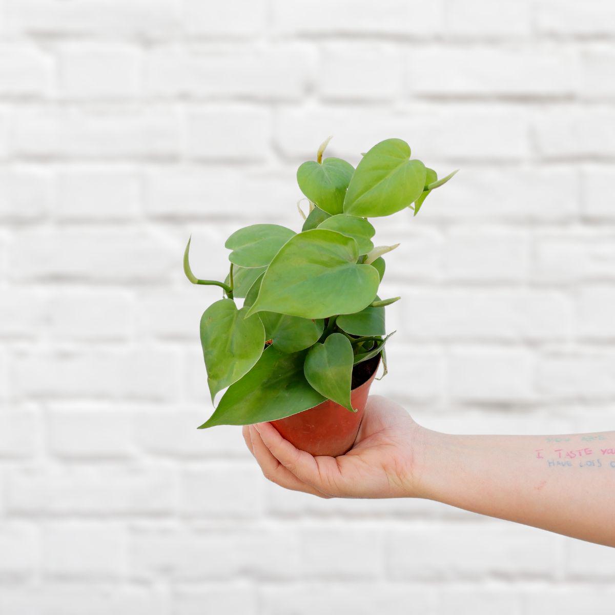 Heart Leaf Philodendron - Mini