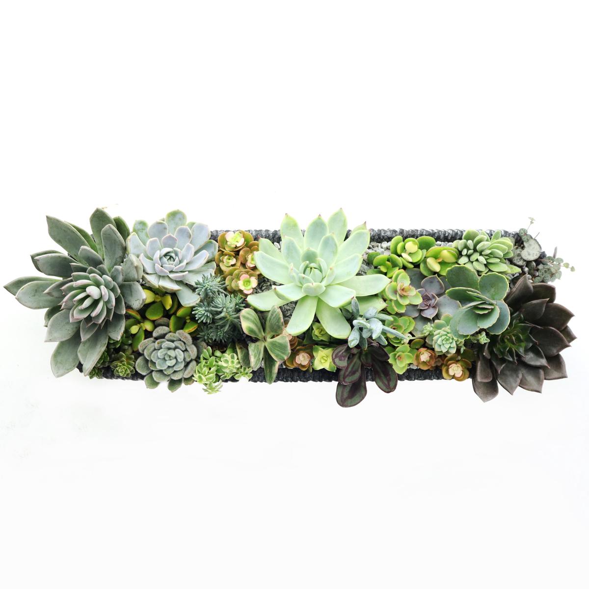 Jangsu Planter