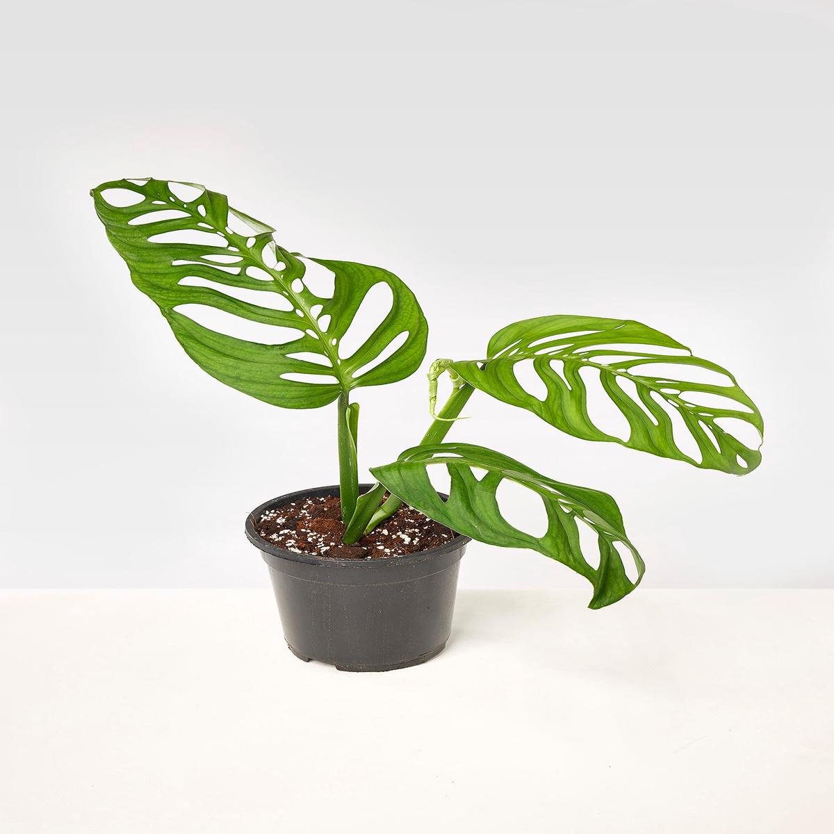 Monstera epipremnoides "Esqueleto" (1 Leaf Cutting)