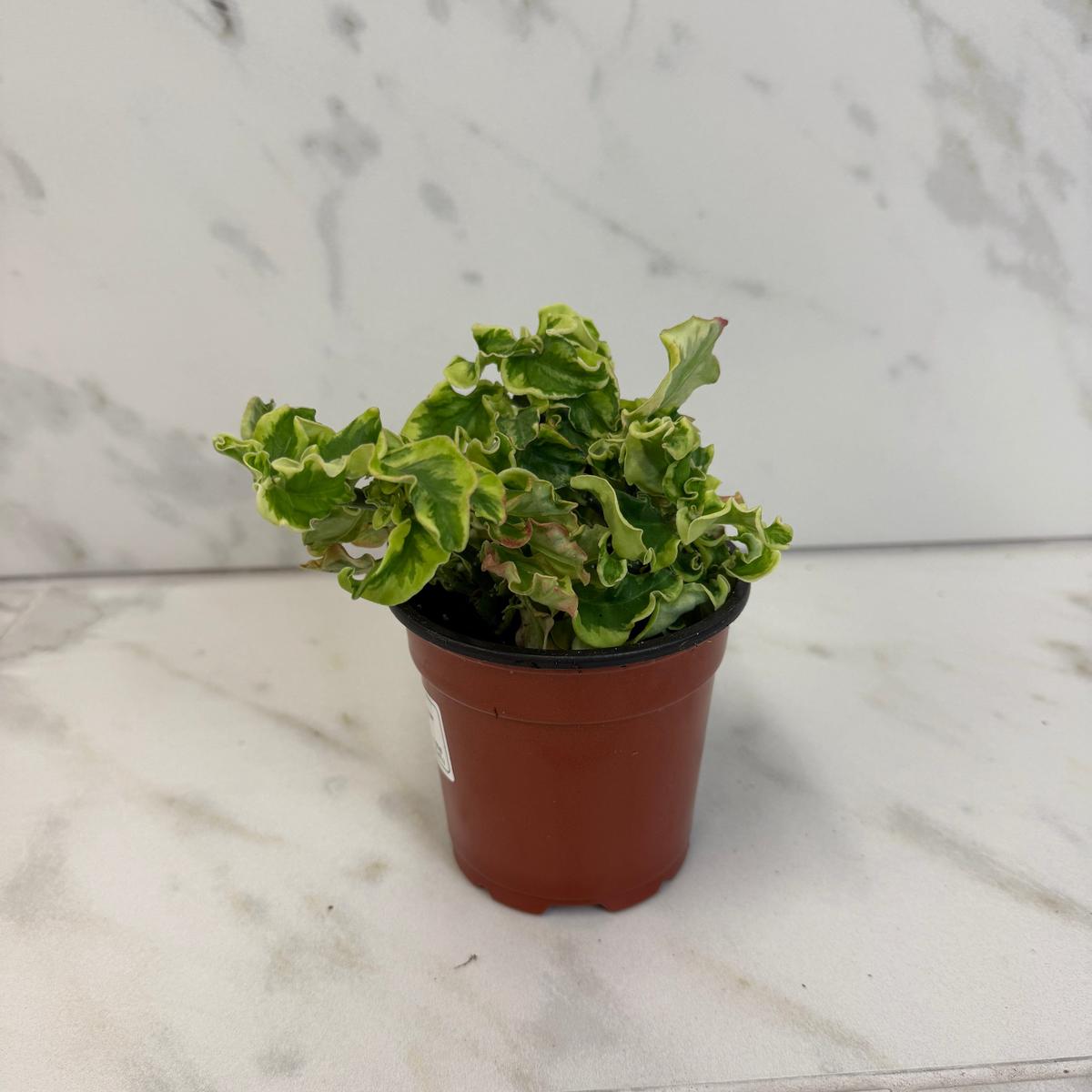 Pedilanthus Tithymaloide Curly Devil's Backbone, 4" Plant