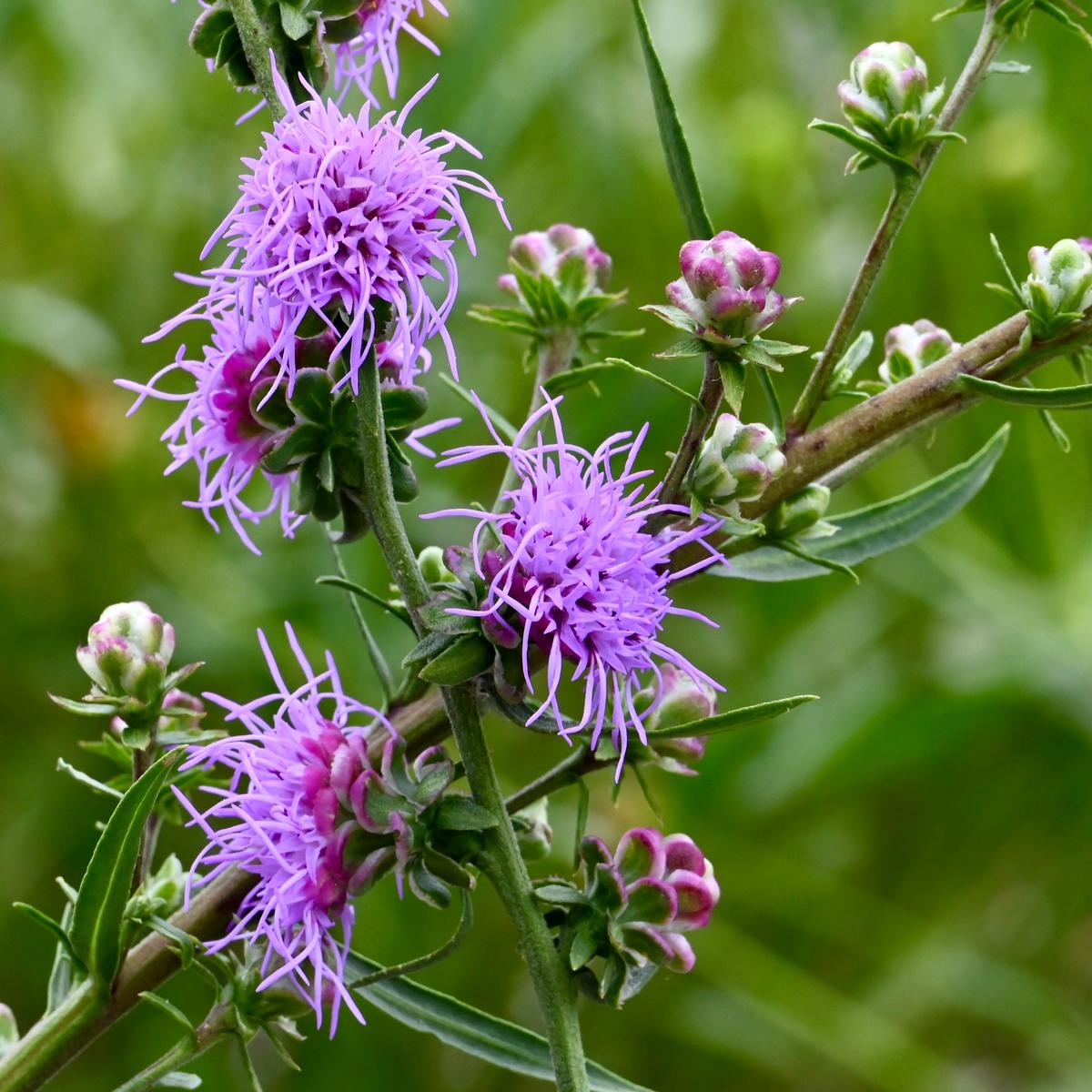 Rough Blazing Star (Liatris aspera) 1 GAL