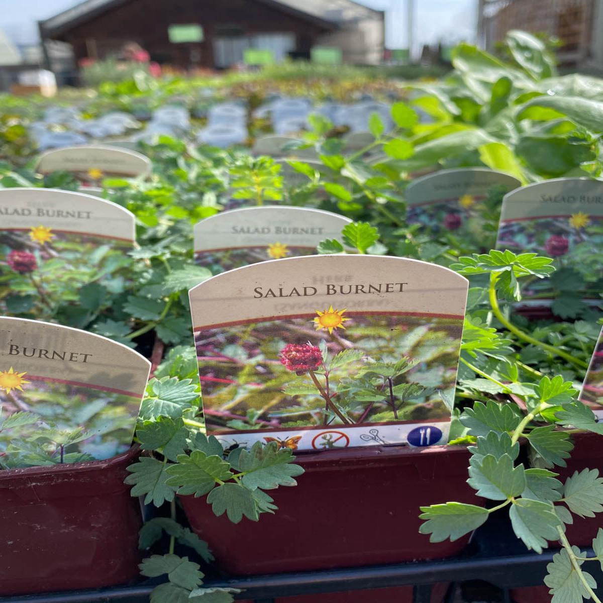 Salad Burnet 4"
