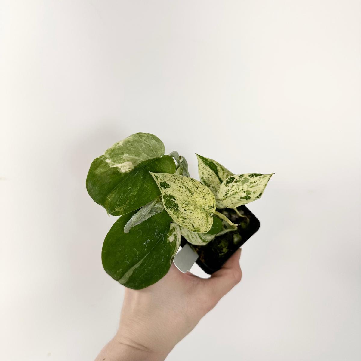 Scindapsus 'Jade Satin' albo-variegata