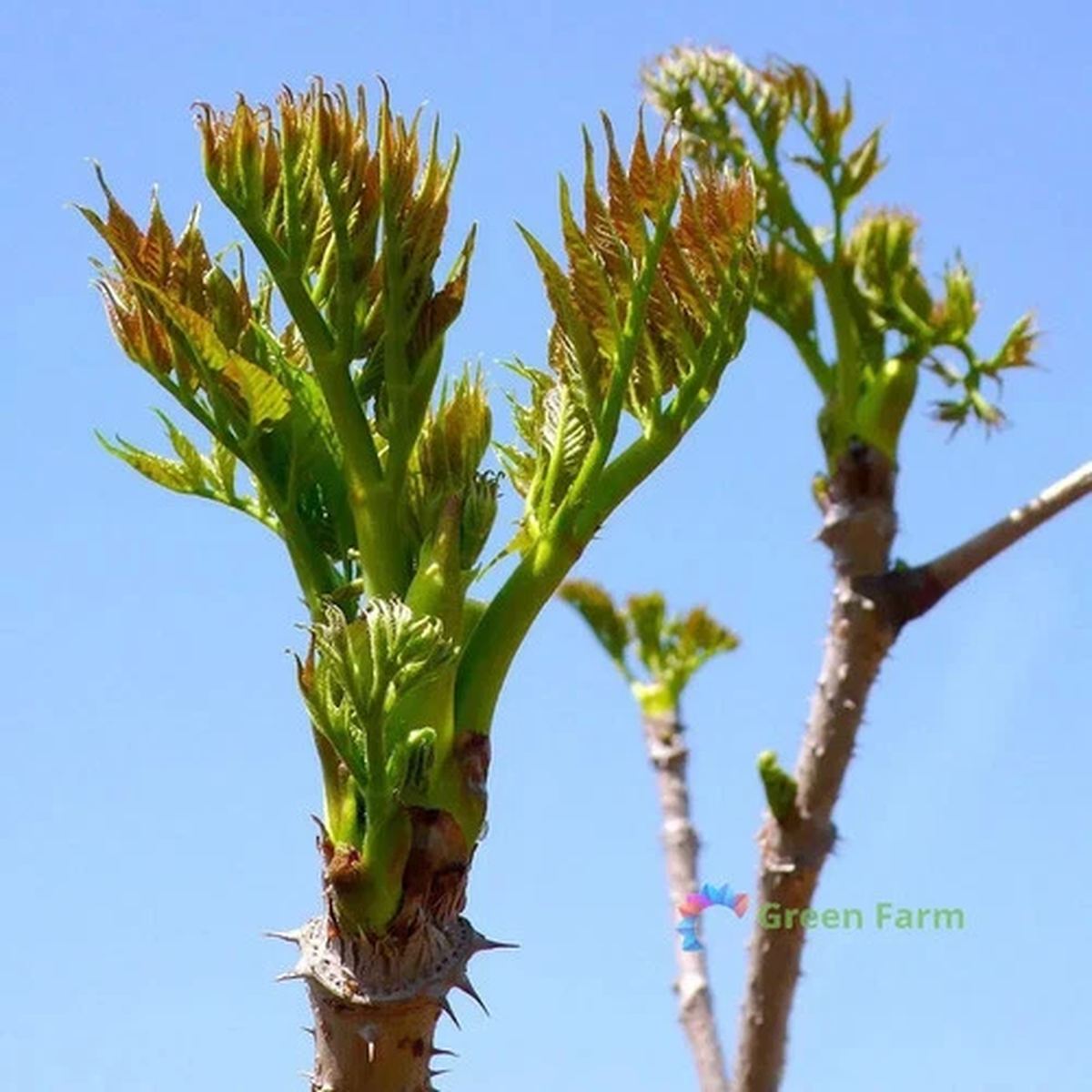 100 Seeds Aralia Elata Japanese Angelica Tree Deciduous Small Woody Exotic Plant