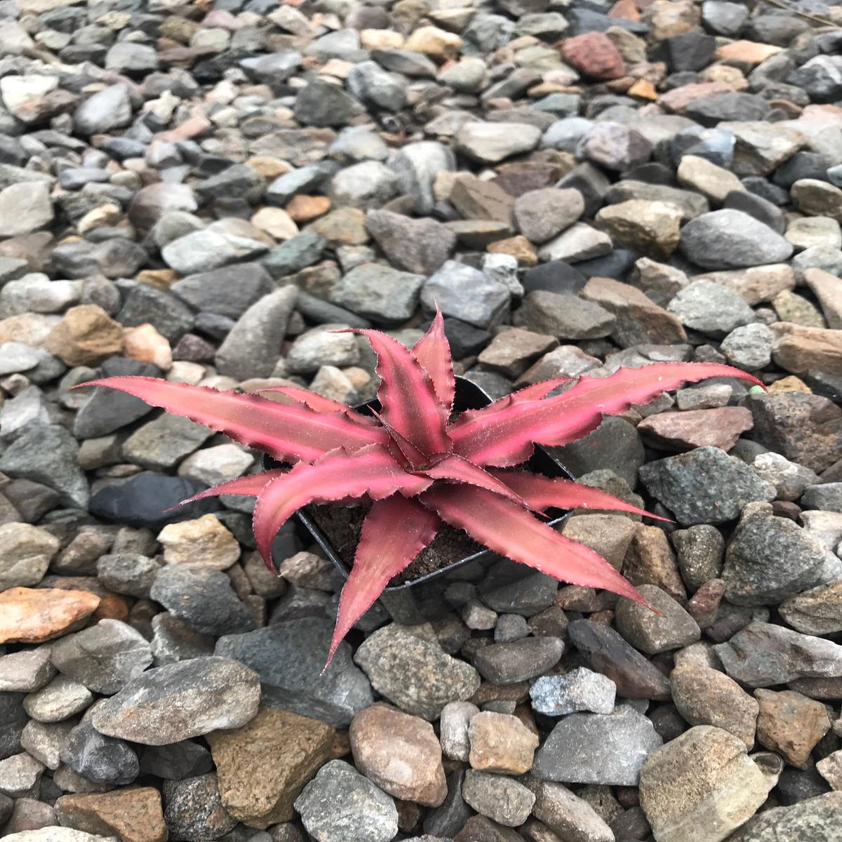 2" Cryptanthus