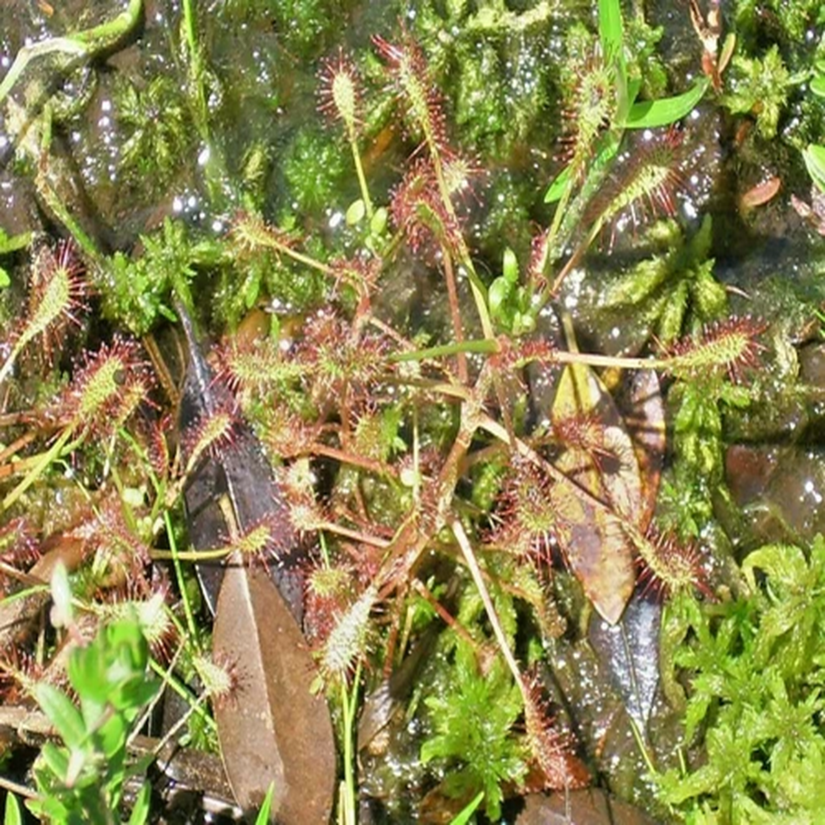 25 SPOONLEAF SUNDEW SEEDS ( Drosera intermedia )