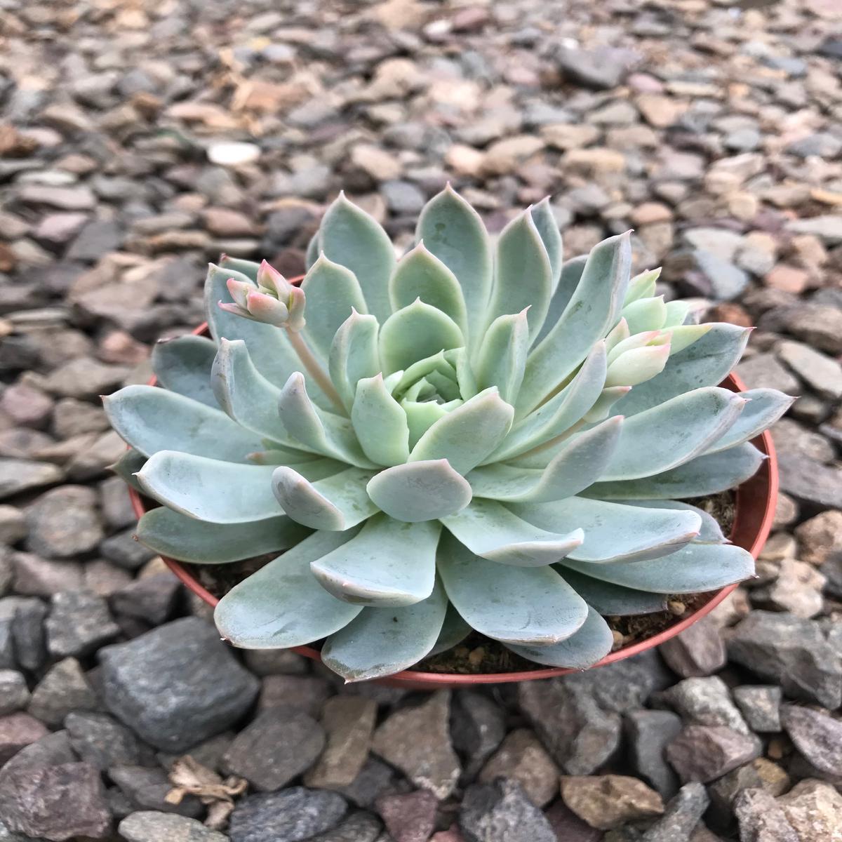 4" Echeveria Violet Queen