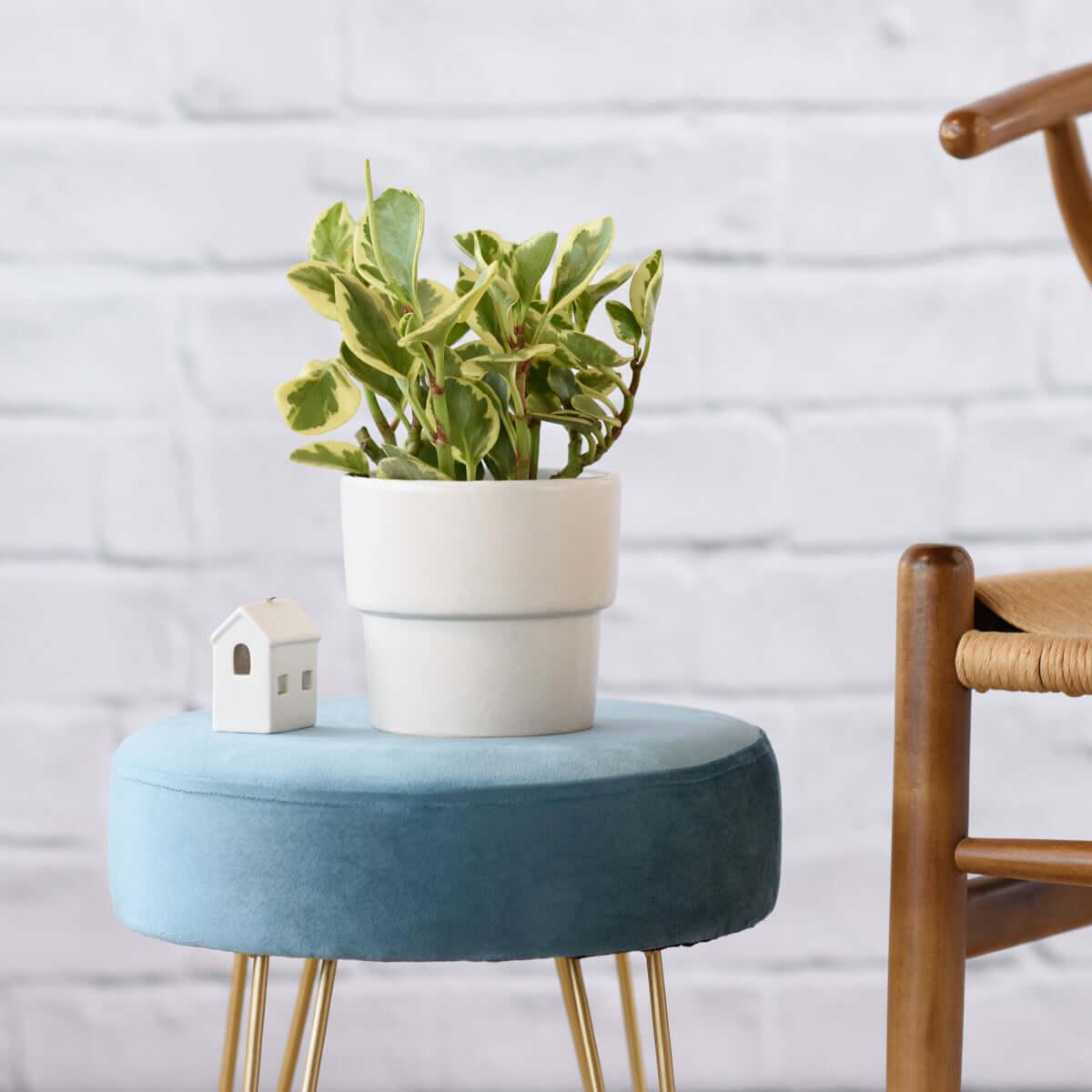Baby Rubber Plant - Variegated