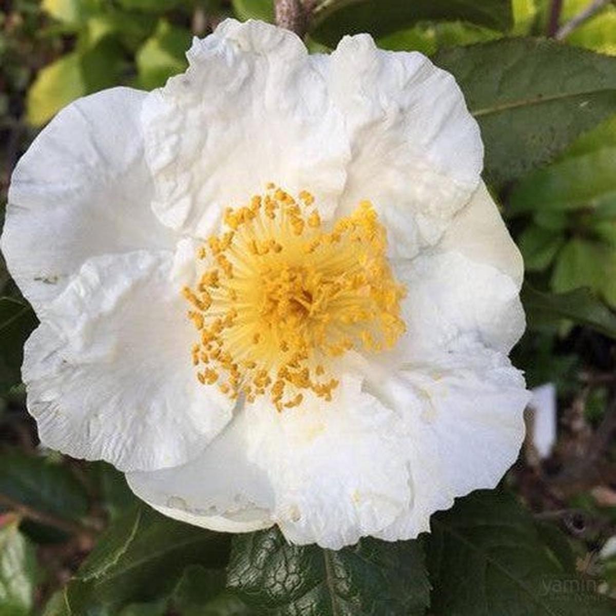 Camellia trichocarpa
