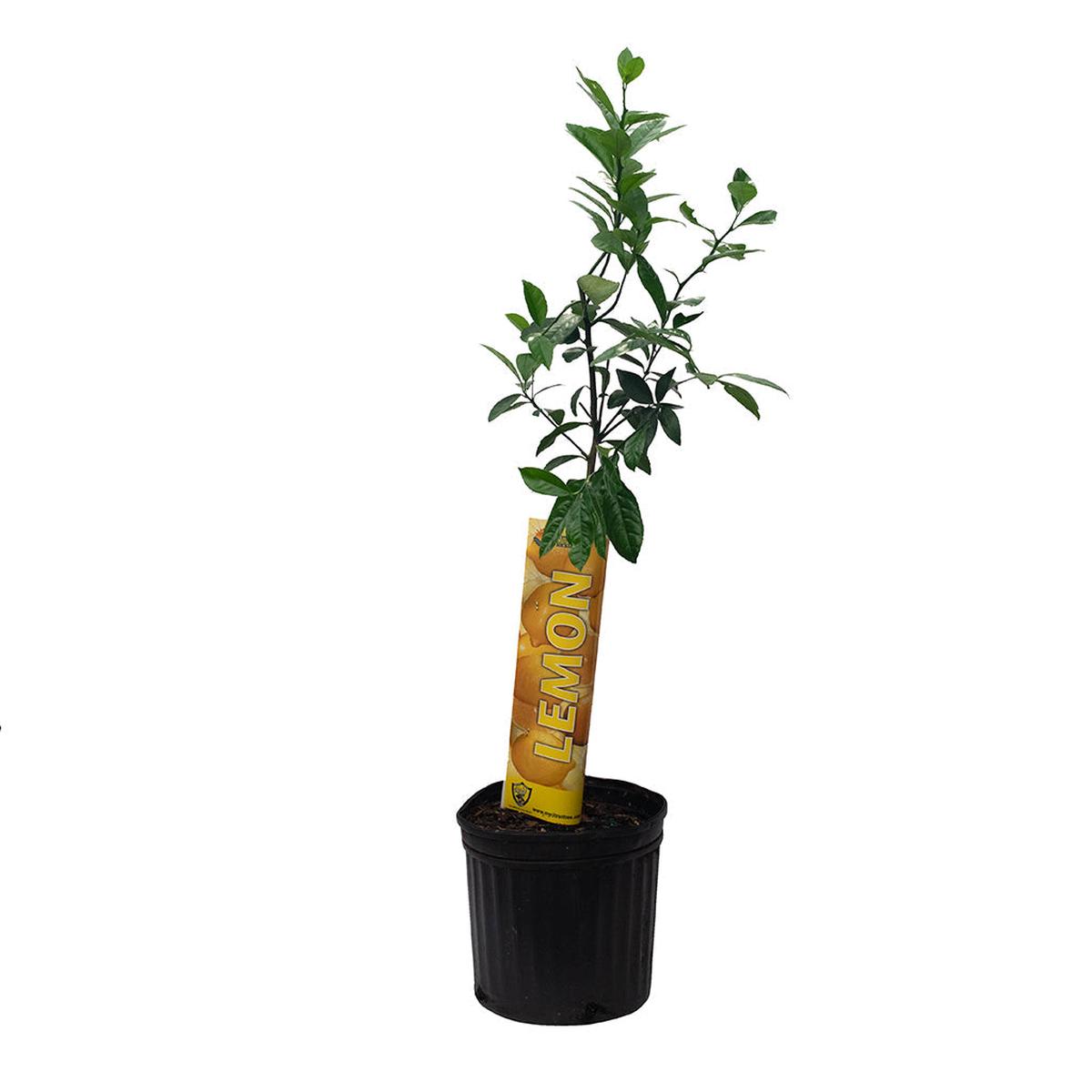 Citrus - Variegated Pink Lemon 12"