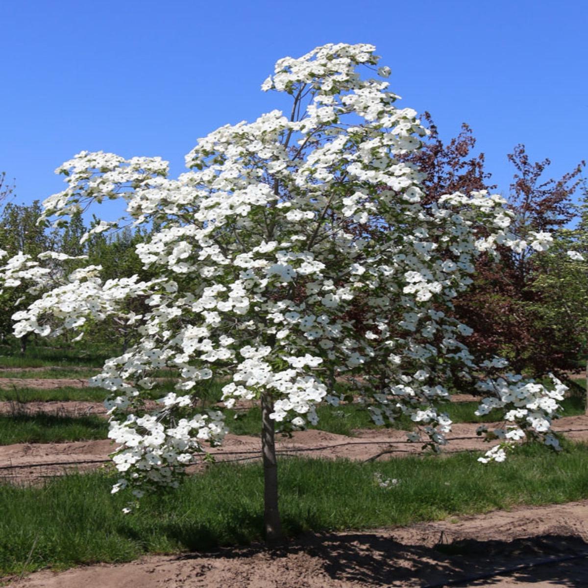 Cornus 'Eddie's White Wonder' Dogwood 7G