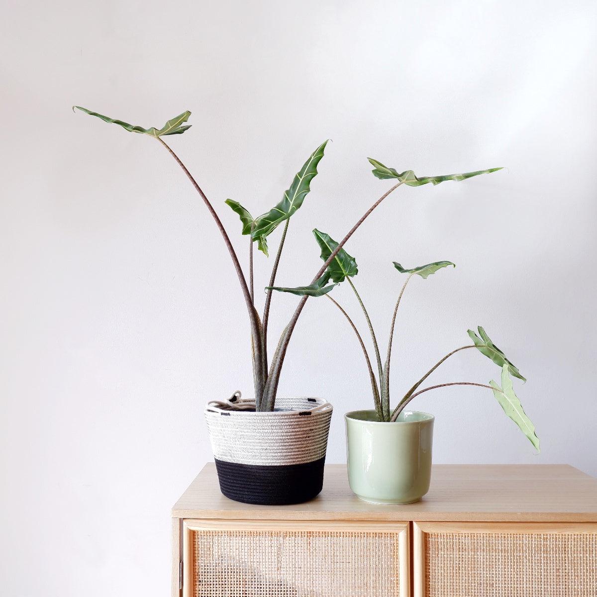Elephant's Ear - Sarian