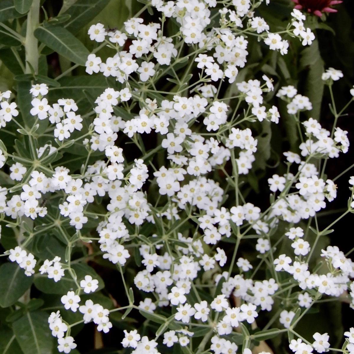 Flowering Spurge (Euphorbia corollata)