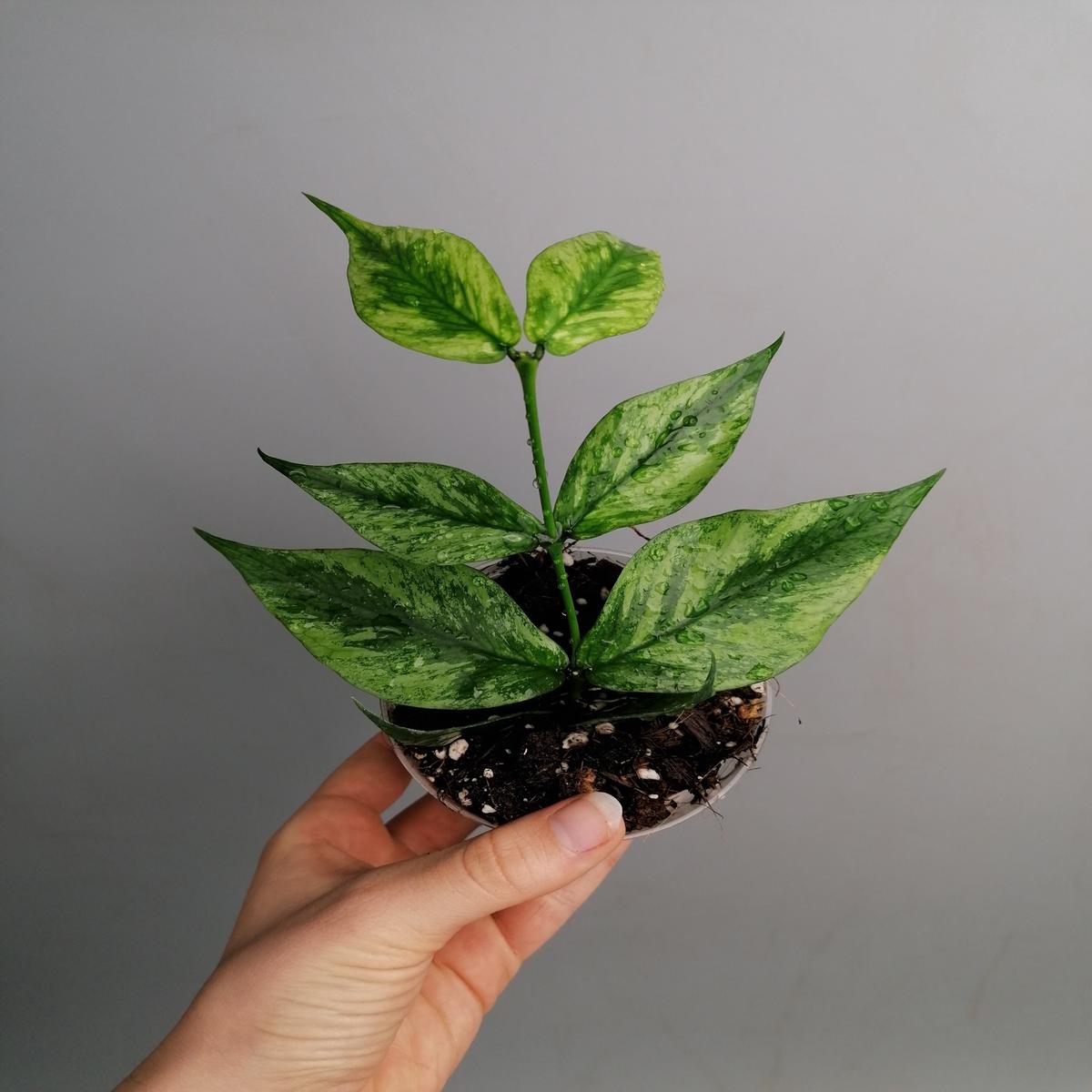 Hoya Polyneura Variegated (Fish-Tail Hoya)