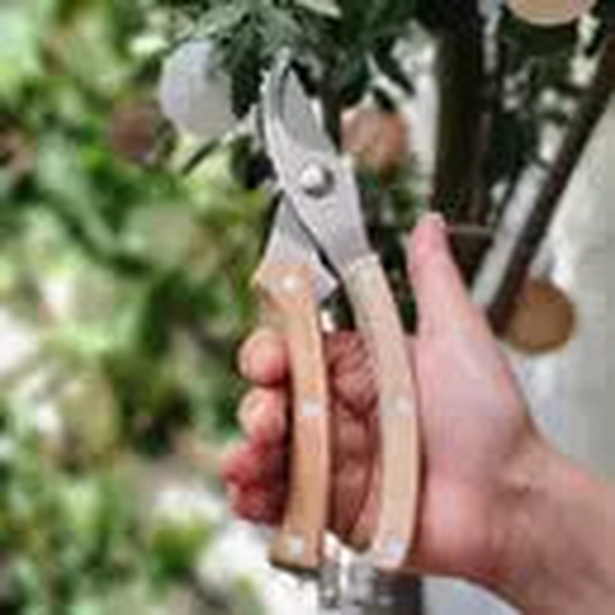 Metal Pruning Shears with Wooden Handle