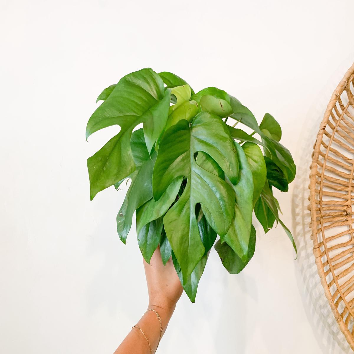 Monstera Minima