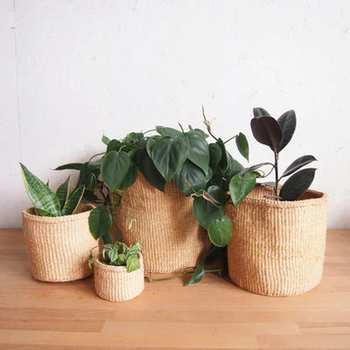 Oats Plant Basket