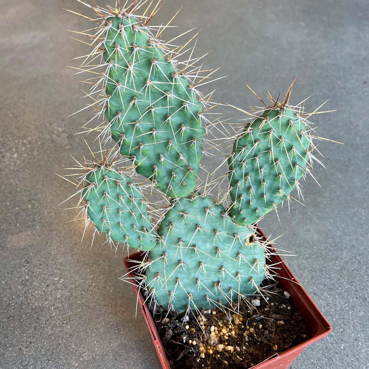 Peach Mesa Prickly Pear