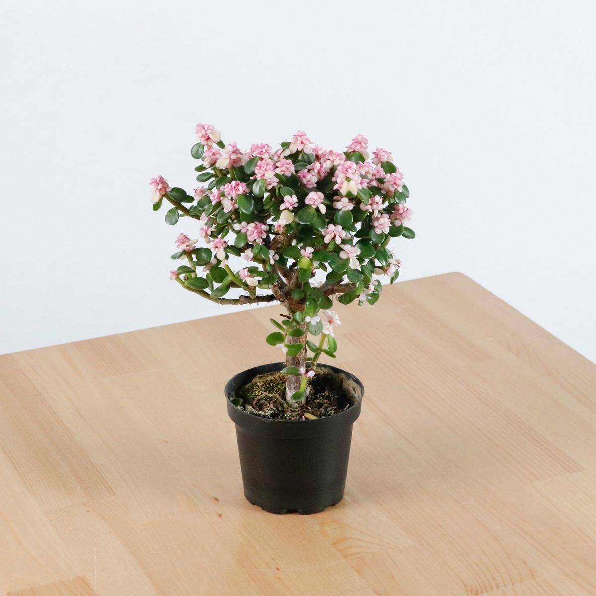 Pink Jade Bonsai in Nursery Grow Pot ()