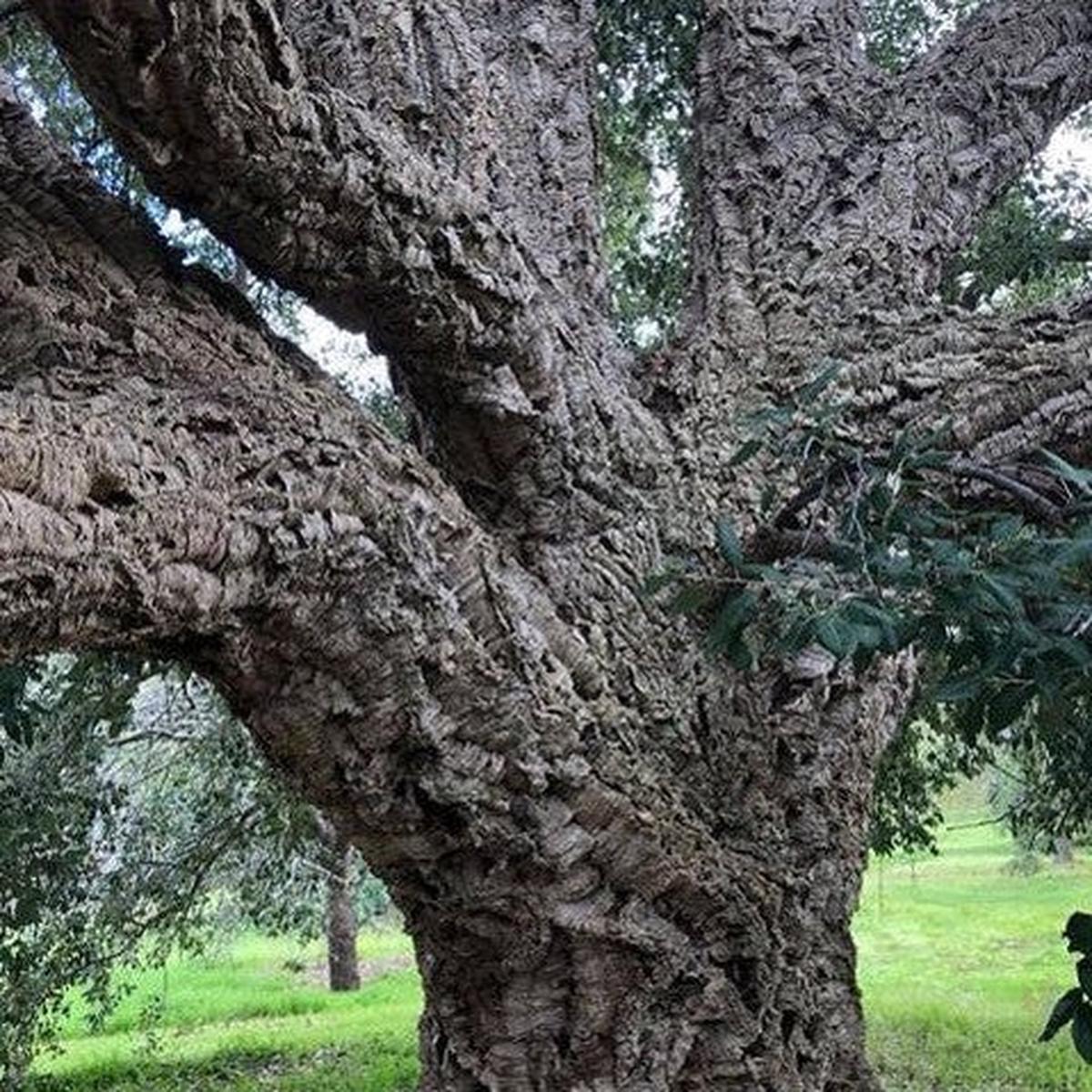 Quercus suber (Cork Oak)