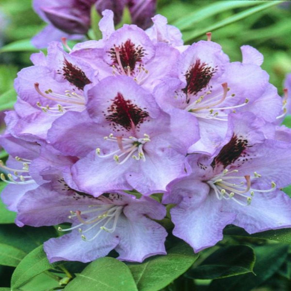 Rhododendron 'Blue Jay' 2G