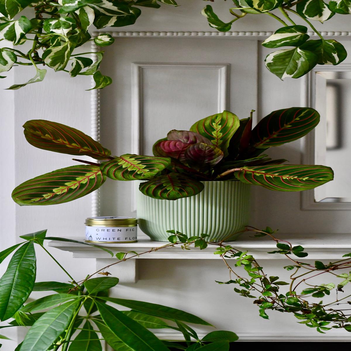 Sympathy Gift  Maranta in Vibes Pot with Botanical Candle