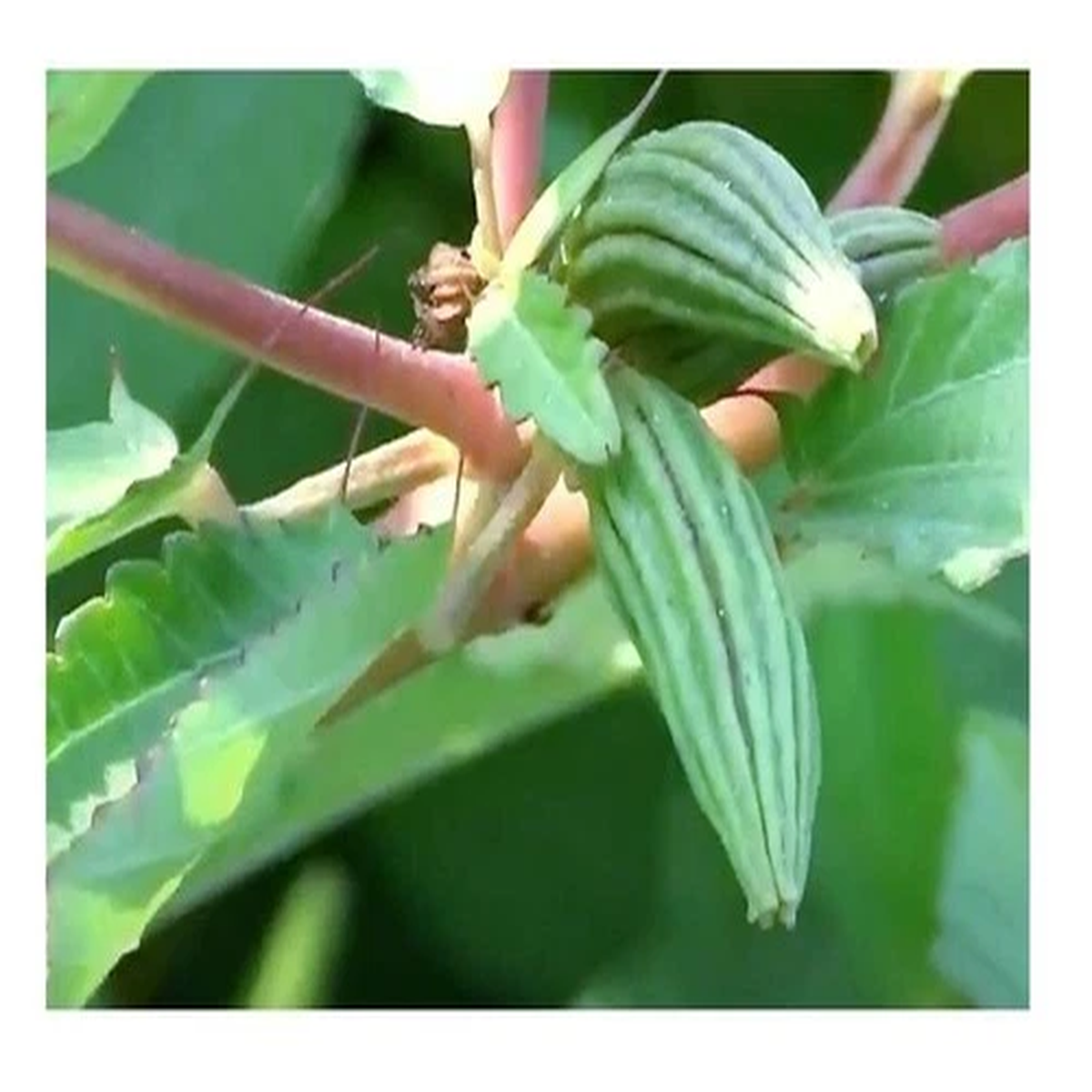 25x Corchorus olitorius Jewish Poplar Jute Nutweed Vegetable Seeds ID28