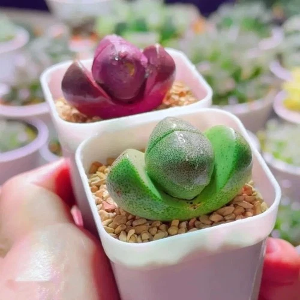2PCS 4-5CM Succulent Plant Pleiospilos Nelii Schwantes1Purple+1GreenAizoaceae
