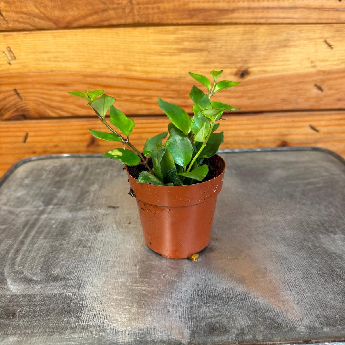 Aeschynanthus Lipstick Tiger Stripe, 2" Plant