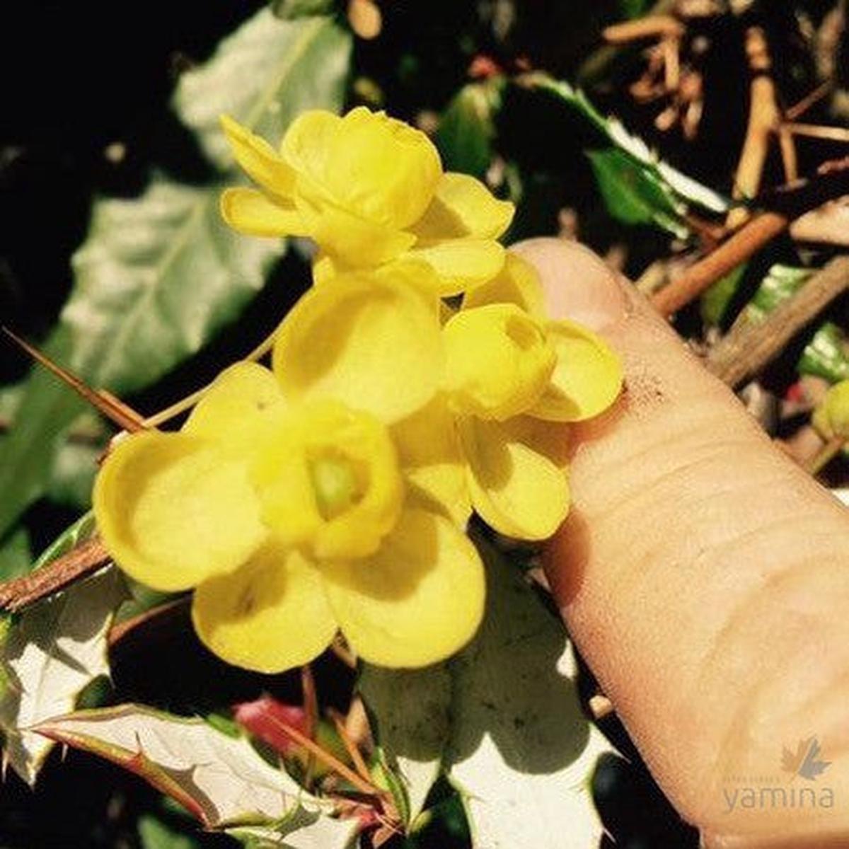Berberis calliantha
